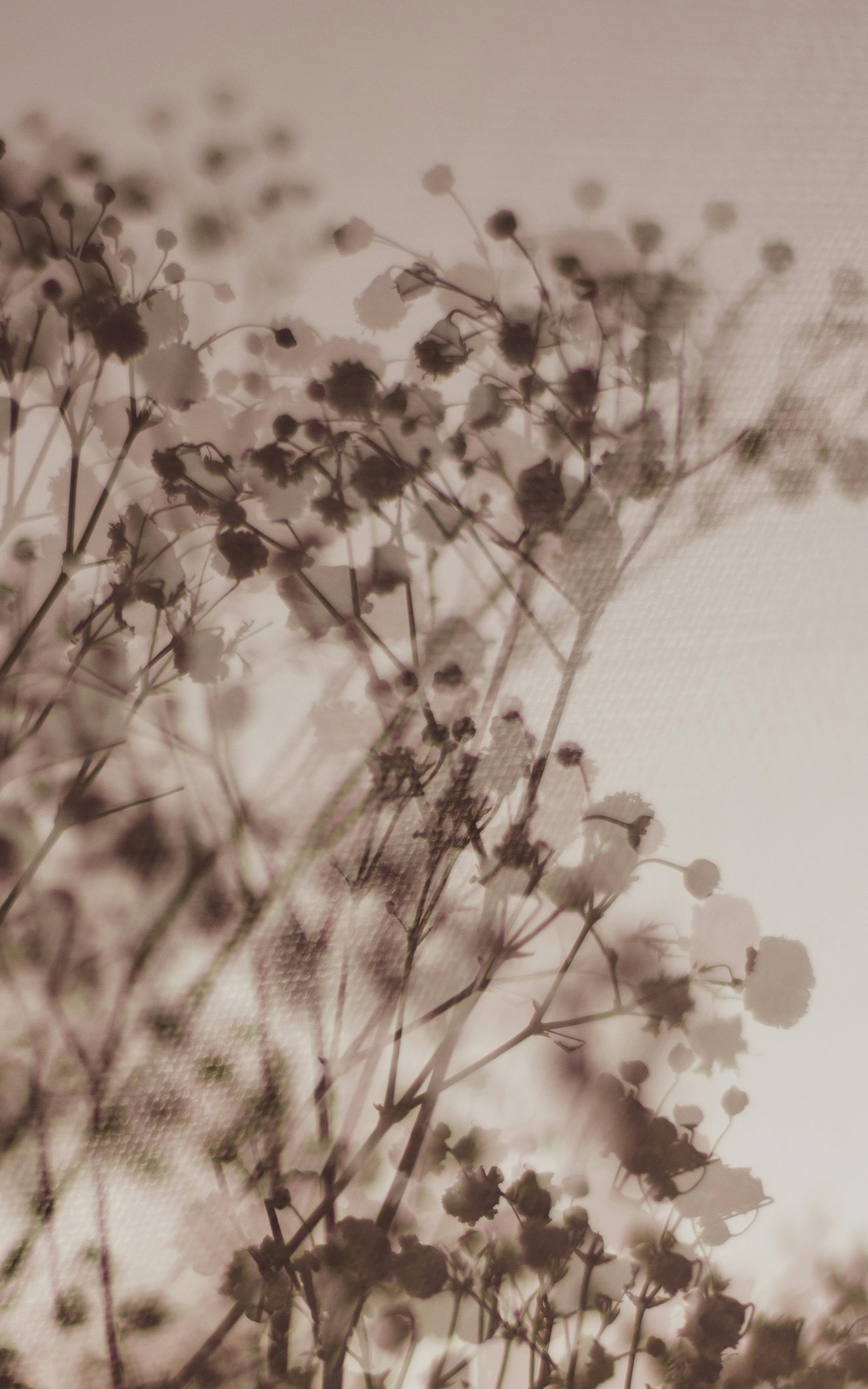 Soft neutral-toned wildflowers representing calm and grounding during uncertain times